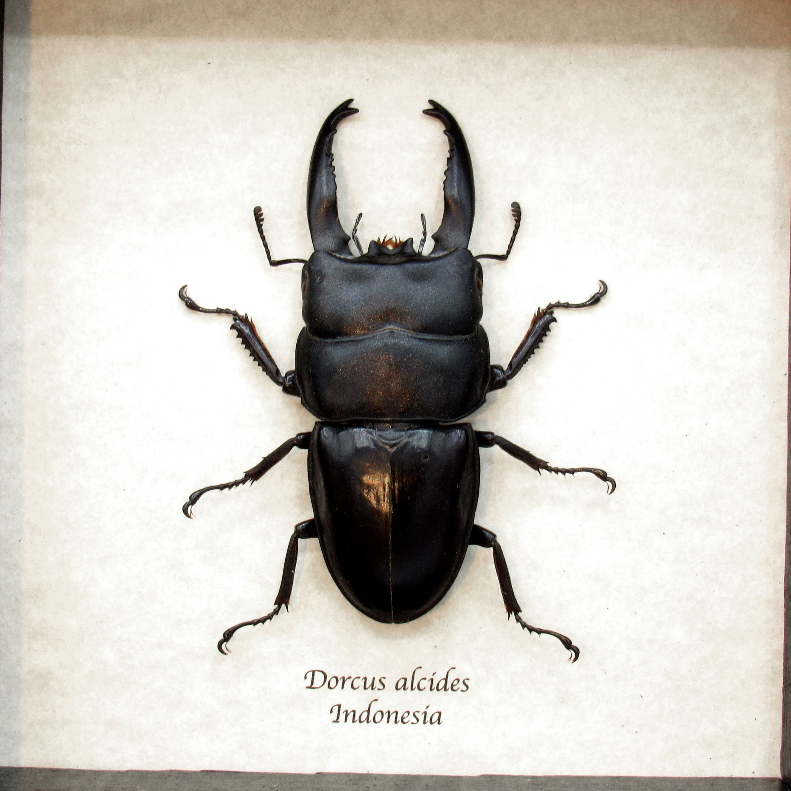 本物のオオクワガタの額入り剥製 - Dorcus alcides - XL - Etsy 日本