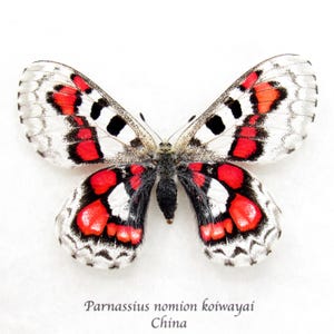 Very rare red Snow Apollo butterfly framed specimen - Parnassius nomion koiwayai - female