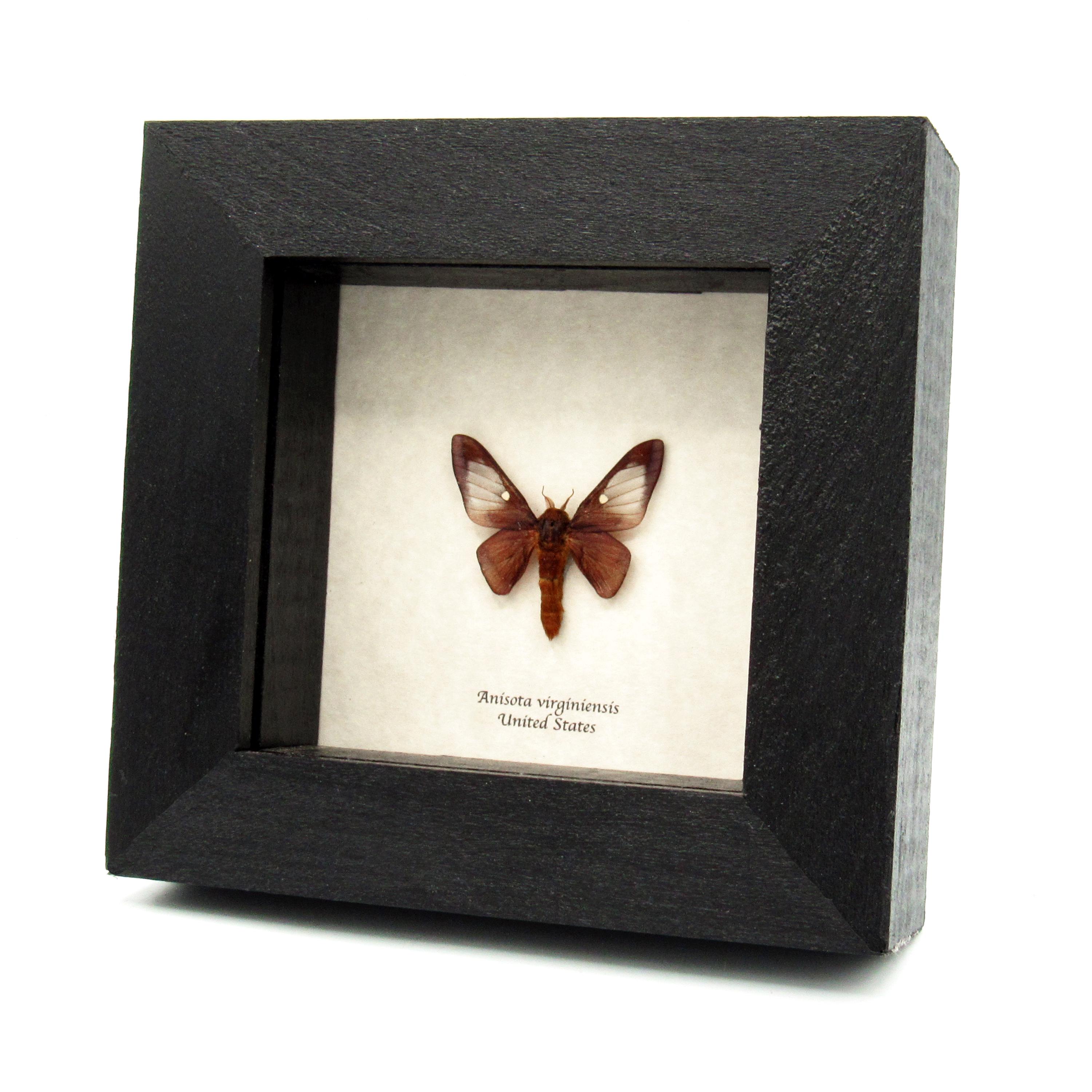 Real Pink Striped Oakworm Moth Framed Taxidermy - Anisota Virginiensis ...