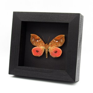 May include: A framed butterfly specimen. The butterfly has orange and brown wings with white spots and red lower wings. The specimen is set against a black background within a black wooden frame.