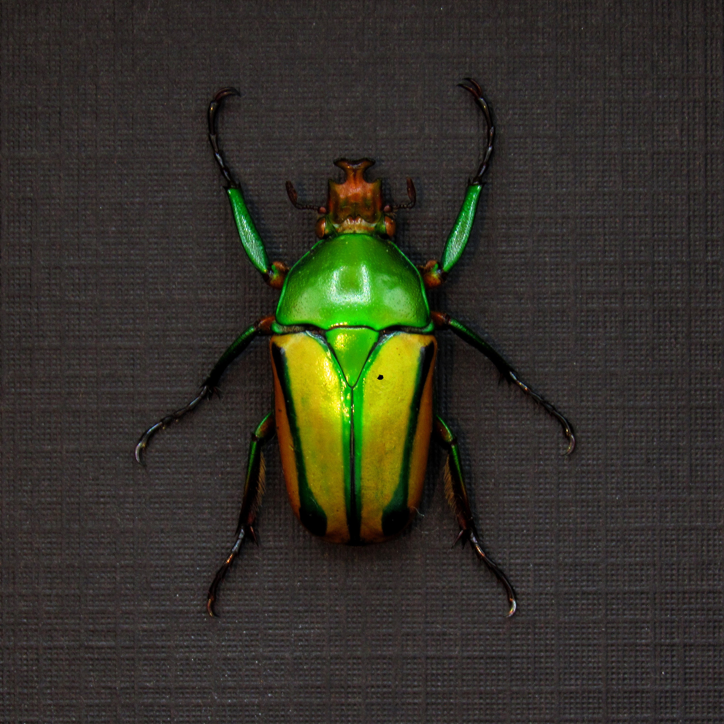 Eudicella - Etsy 日本