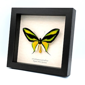 May include: A framed Ornithoptera paradisea butterfly specimen from Papua New Guinea. The butterfly features vibrant yellow and black wings with a white body, displayed in a square black wooden frame against a light cream-colored background.