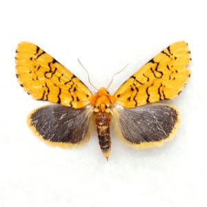 May include: A yellow and black moth with a wingspan of approximately 2 inches. The moth has a distinctive pattern of black stripes on its yellow wings.