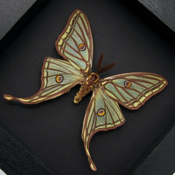 Rare XL Spanish Moon Moth Framed Taxidermy - Graellsia Isabellae