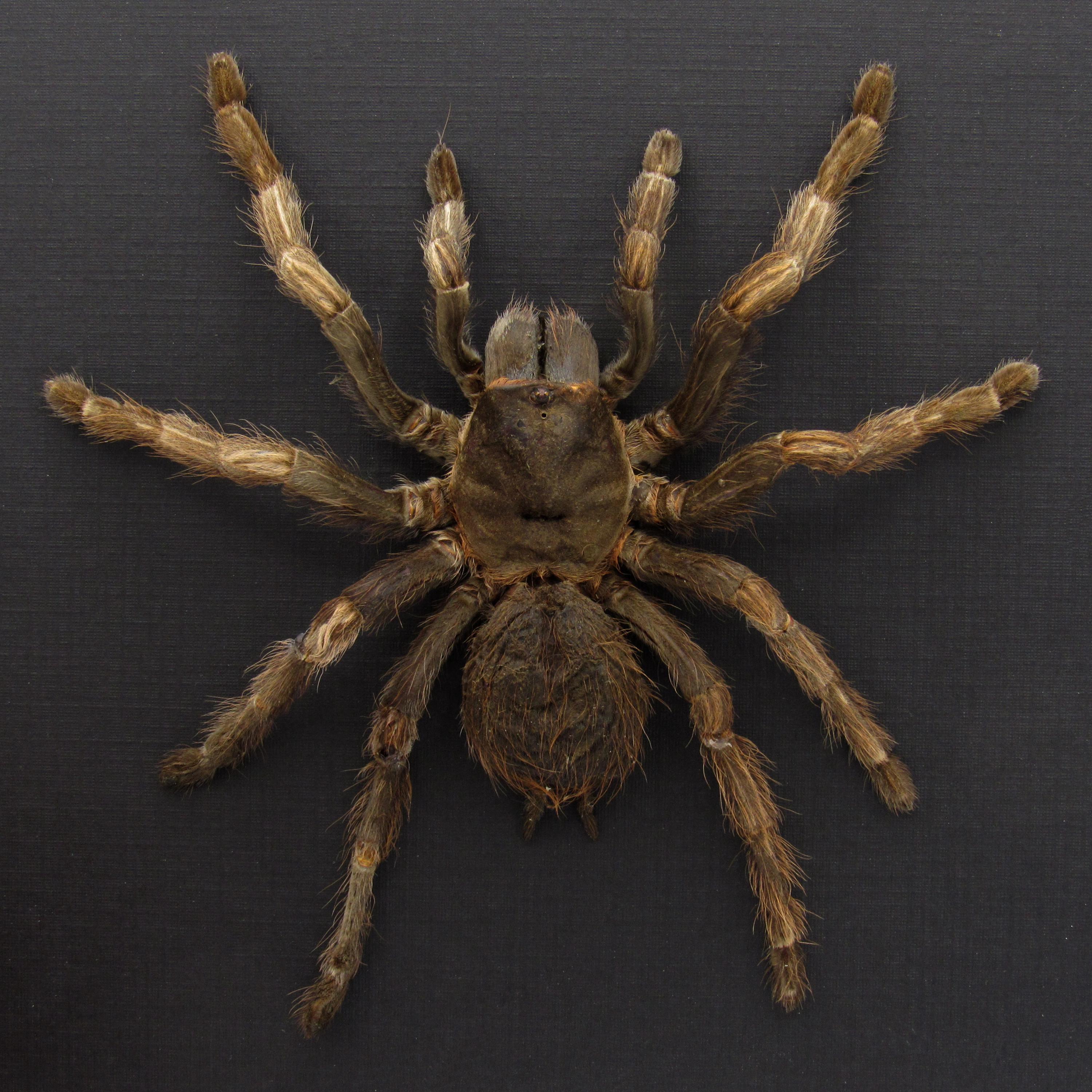 額入り大型ブラジル産オレンジ縞タランチュラの剥製 - Acanthoscurria 