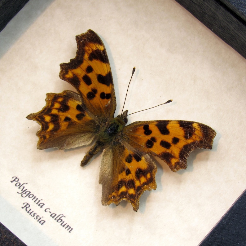 Real Comma Butterfly framed taxidermy Polygonia c-album image 1