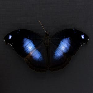 Real Great Blue Hookwing butterfly framed taxidermy - Napeocles jucunda - Victorian mount