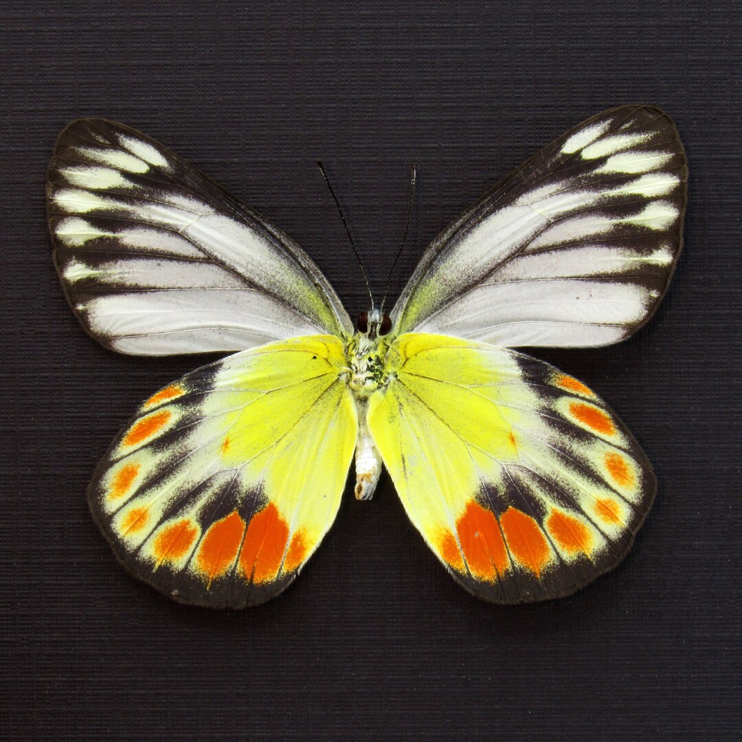 【別売り可能】Deliasカザリシロチョウ（スラウェシ島、オス表裏セット） il_1080xN.6338146619_2igo.jpg