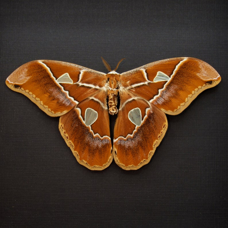 Real Large Saturn Moth Framed Taxidermy Rothschildia - Etsy