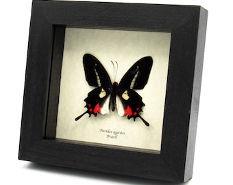 Op de afbeelding: Een ingelijst vlinderexemplaar, met een zwart-rode vlinder met witte accenten. De vlinder is gecentreerd op een lichtgekleurde achtergrond in een zwart houten frame. De tekst "Parides agavus Brazil" is zichtbaar.