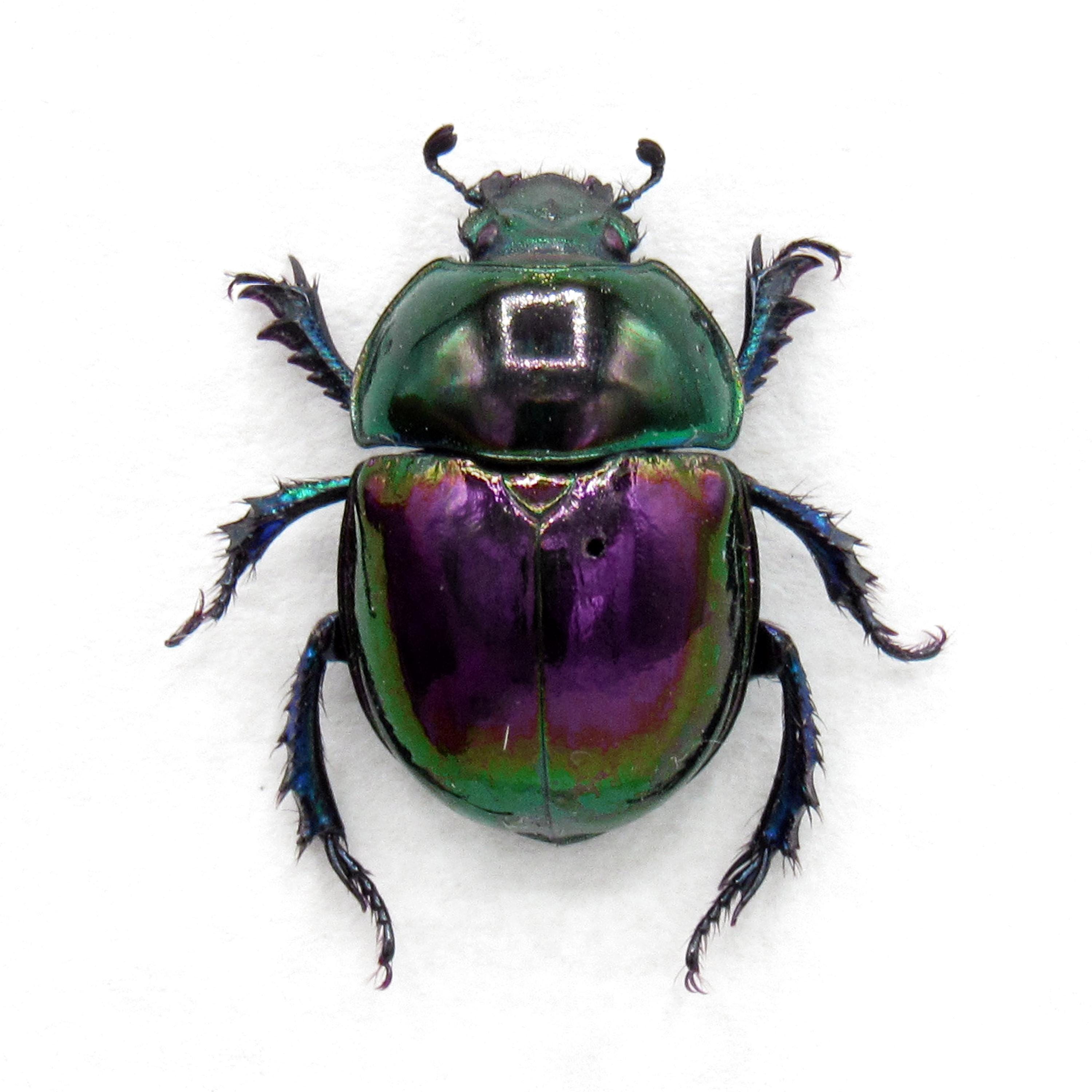 Real Dung Beetles - Etsy