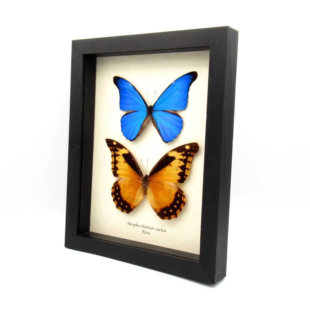 Real Morpho Butterflies Framed Taxidermy - Morpho Rhetenor Cacica