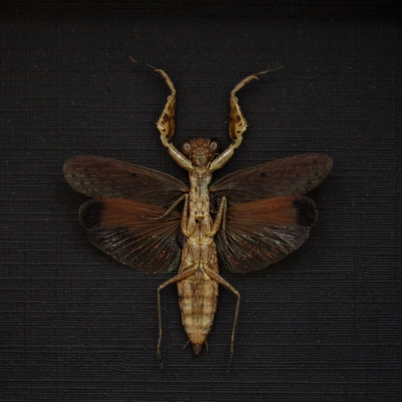Real Tiny Praying Mantis Framed Taxidermy - Compsomantis