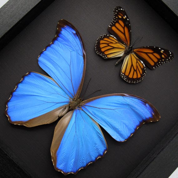 Real Blue Morpho and Monarch Butterflies Framed Specimens - Morpho