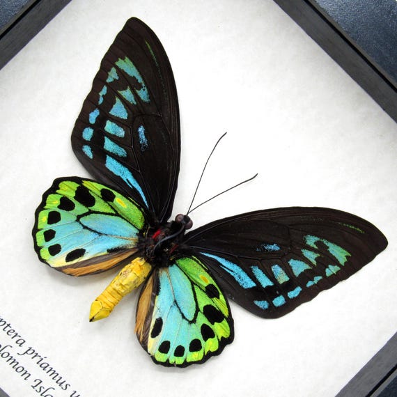 Rare GIANT Blue Birdwing Butterfly Framed Taxidermy - Ornithoptera
