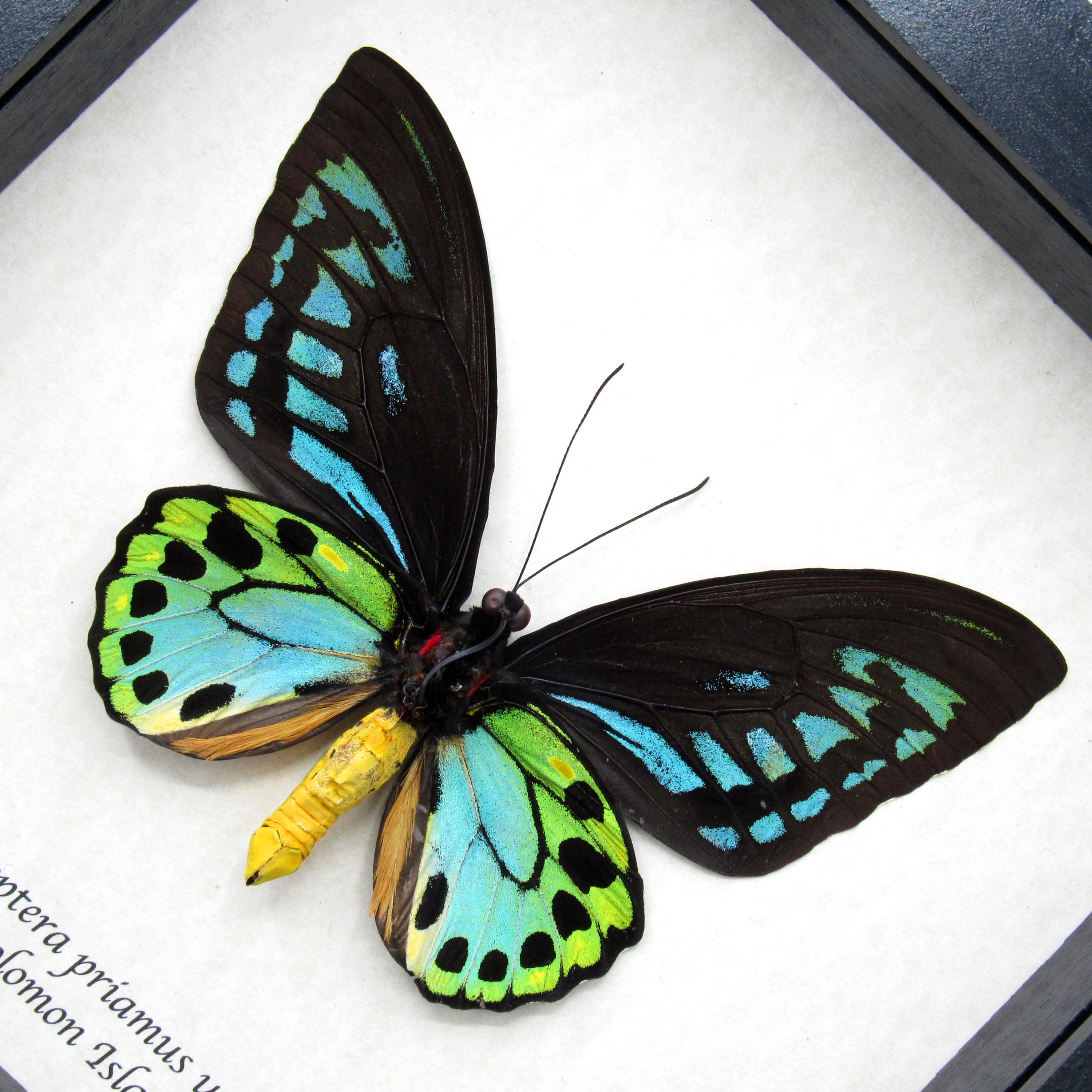 Rare GIANT Blue Birdwing Butterfly Framed Taxidermy - Ornithoptera