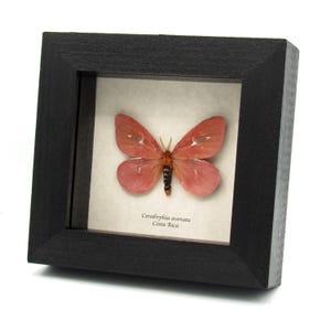 Rara falena rosa incorniciata in tassidermia - Cerodirphia avinata