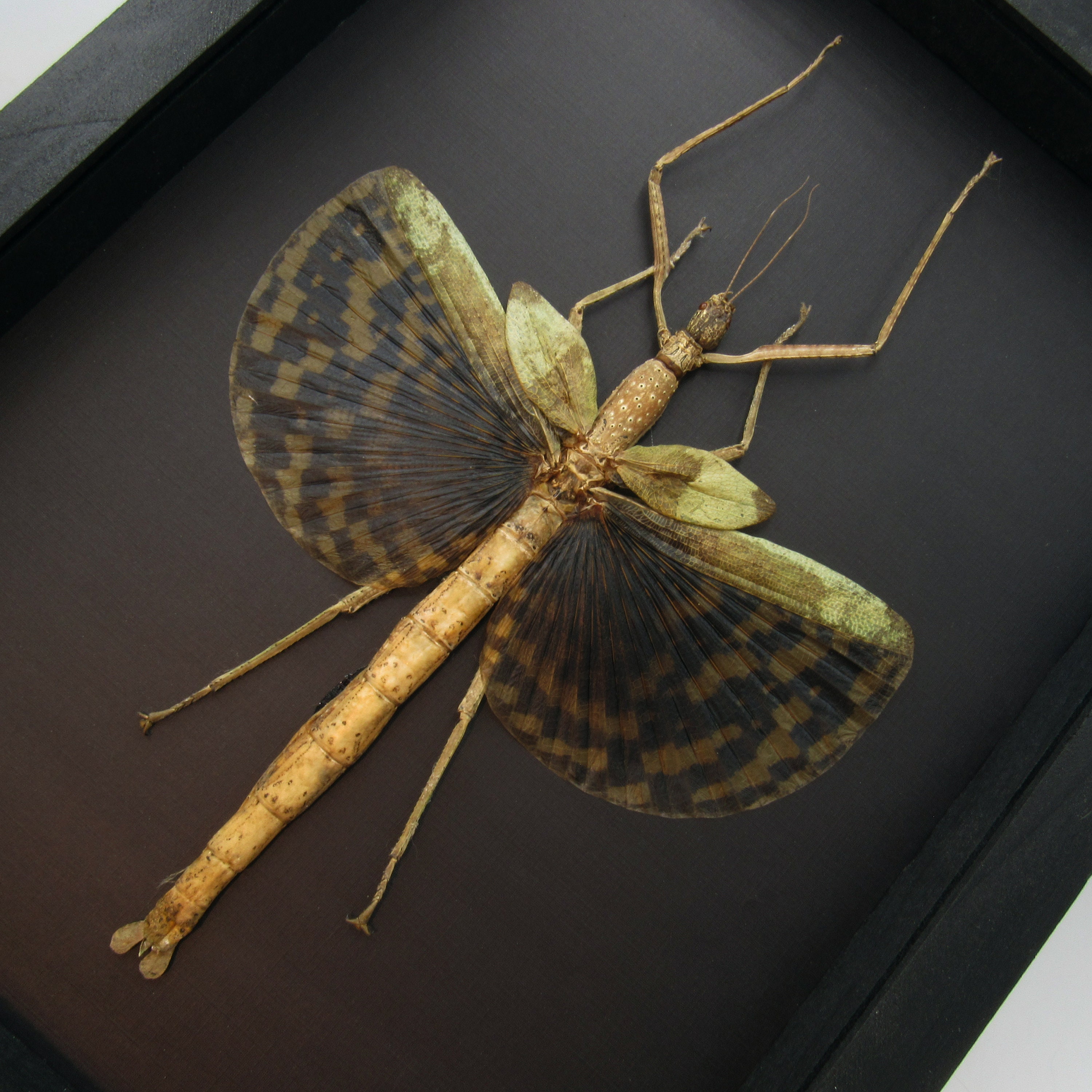 剥製　マレーオオナナフシ　標本　昆虫 マレーオオナナフシ 昆虫標本 Heteropteryx dilatata - メルカリ