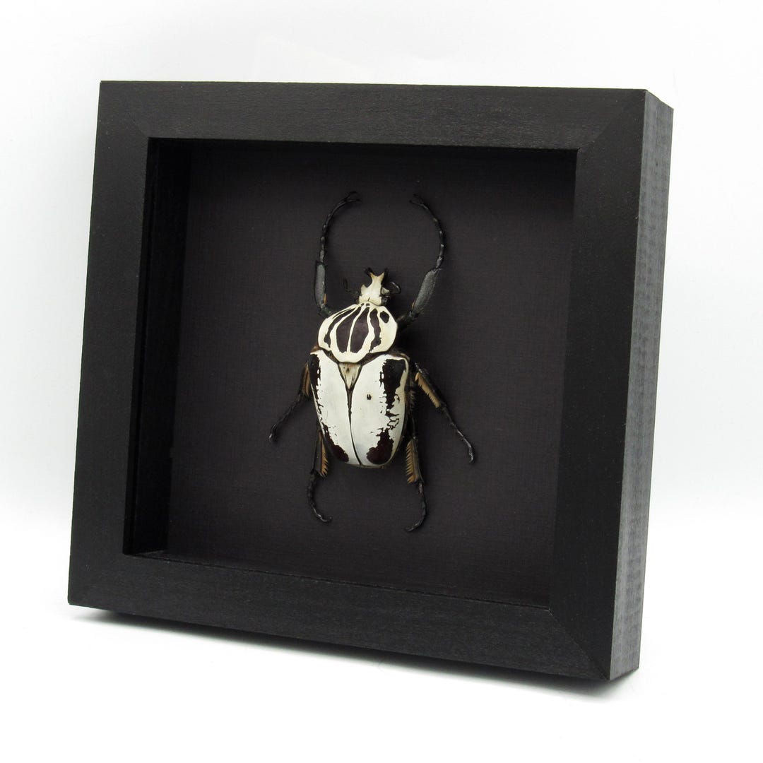 Rare Hybrid Goliath Beetle Framed Specimen - Goliathus Regius X