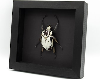 Goliathus Goliatus Rare Specimens by the Unit # 21 to #32 Real