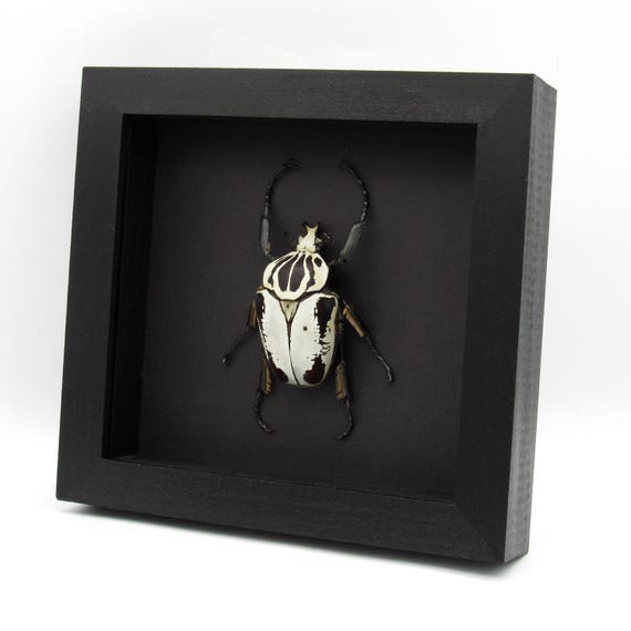 Rare Hybrid Goliath Beetle Framed Specimen - Goliathus Regius X