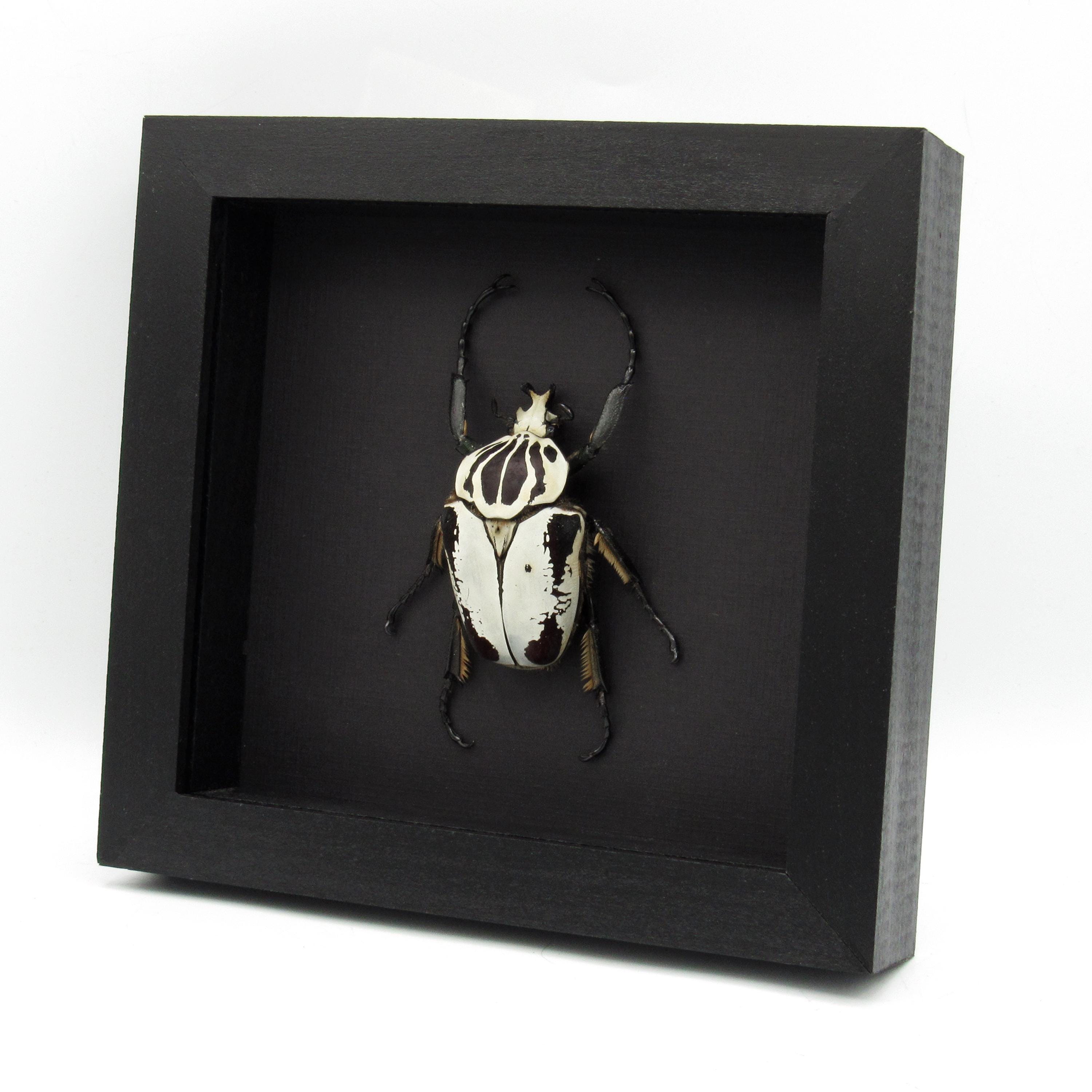 Goliathus regius - Etsy 日本
