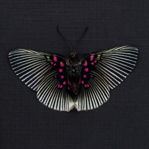 蝶の標本　珍しいチョウの世界(特珍A) 蝶の標本 珍しいチョウの世界(AA特) - メルカリ