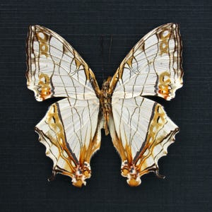 Echter Landkarten-Schmetterling, Cyrestis thyodamas