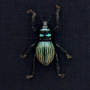 Real weevil beetle framed specimen - Metapocyrtus species