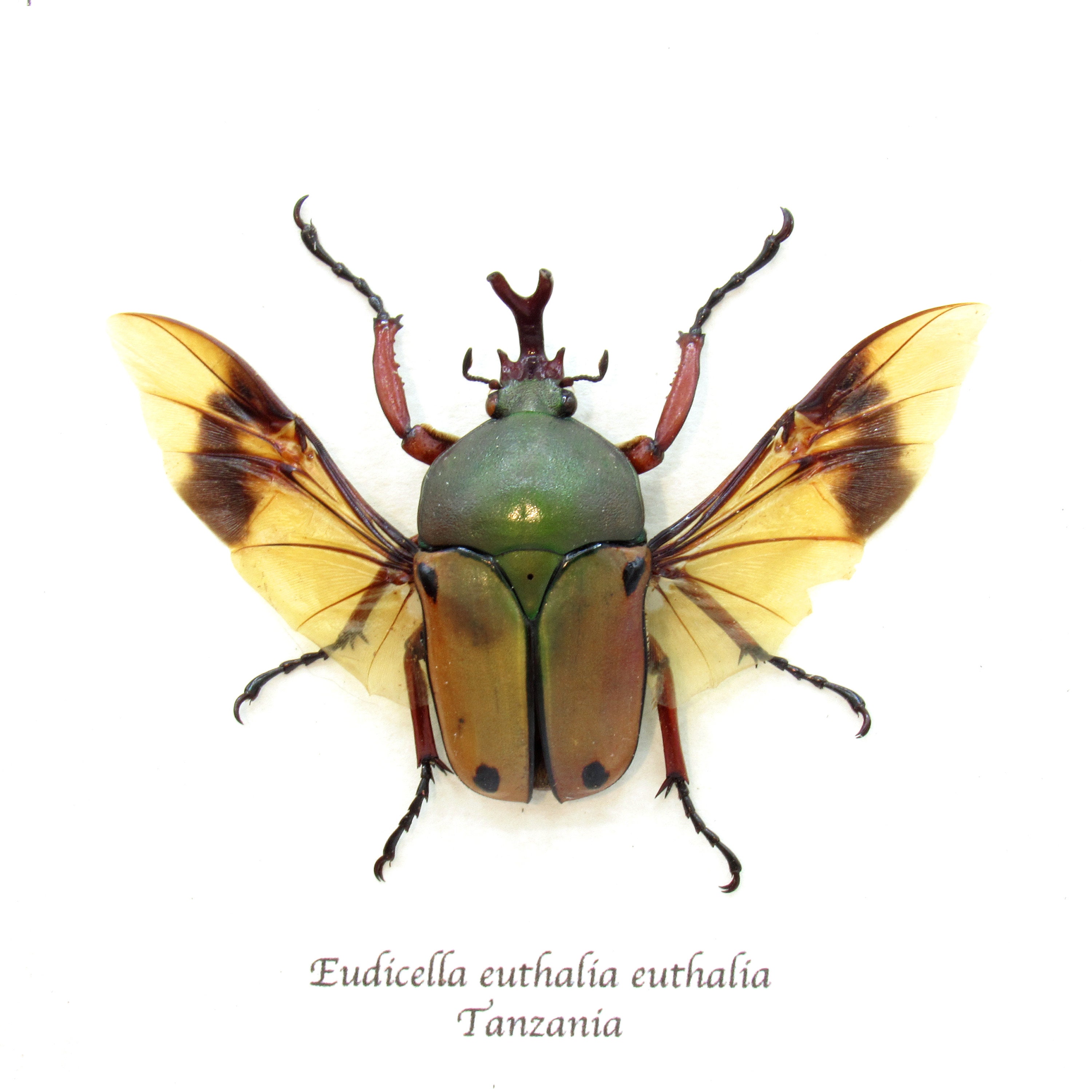 昆虫用品 Tanzania Eudicela e.euthalia 40mm