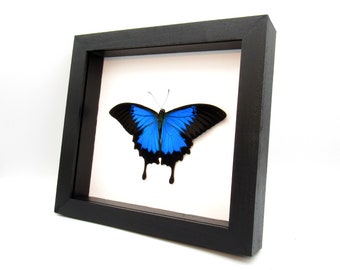 Real XL Iridescent Blue Ulysses Butterfly Framed Taxidermy