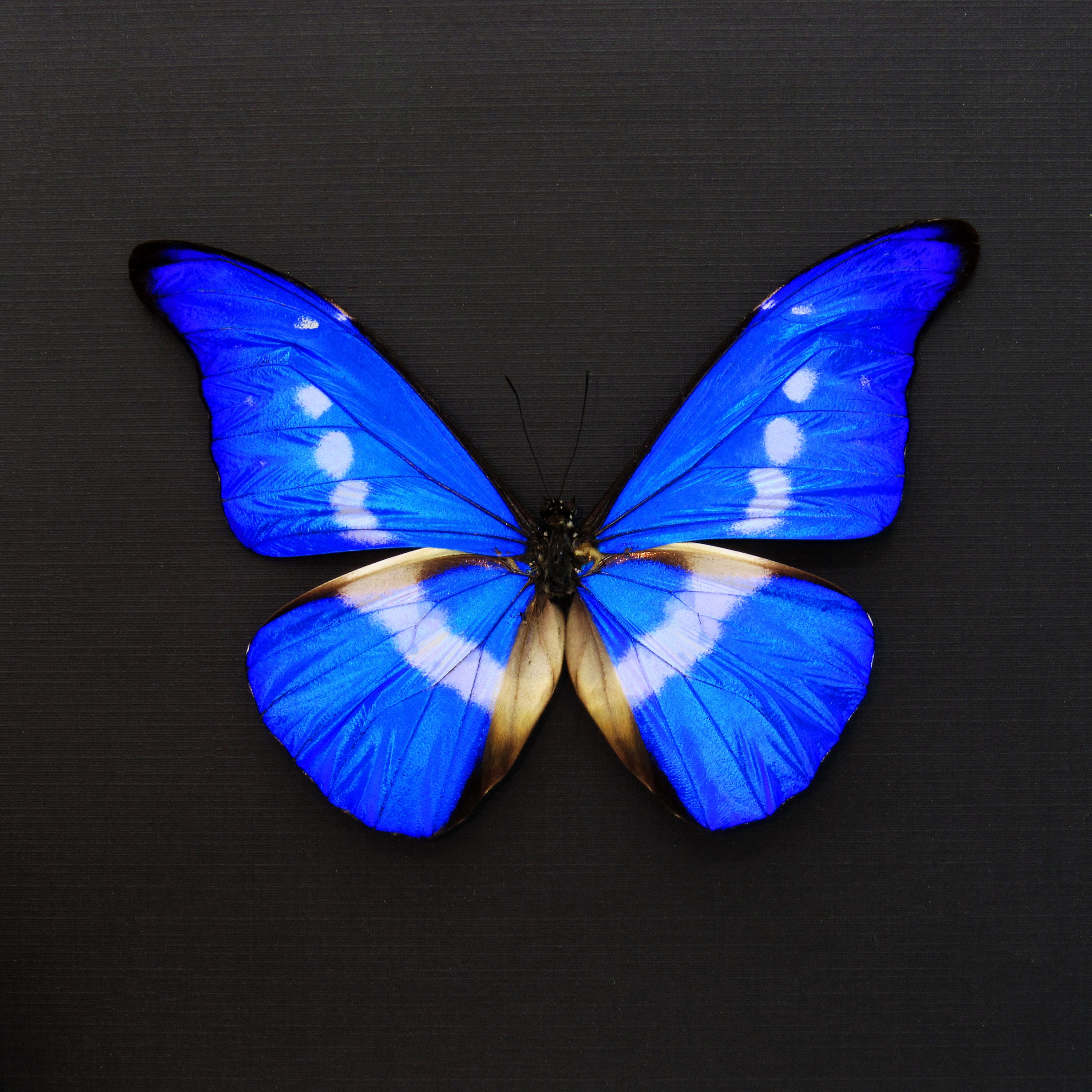 標本 Peru Morpho helena 143mm very big BicBugs Morpho helena blue white butterfly Peru
