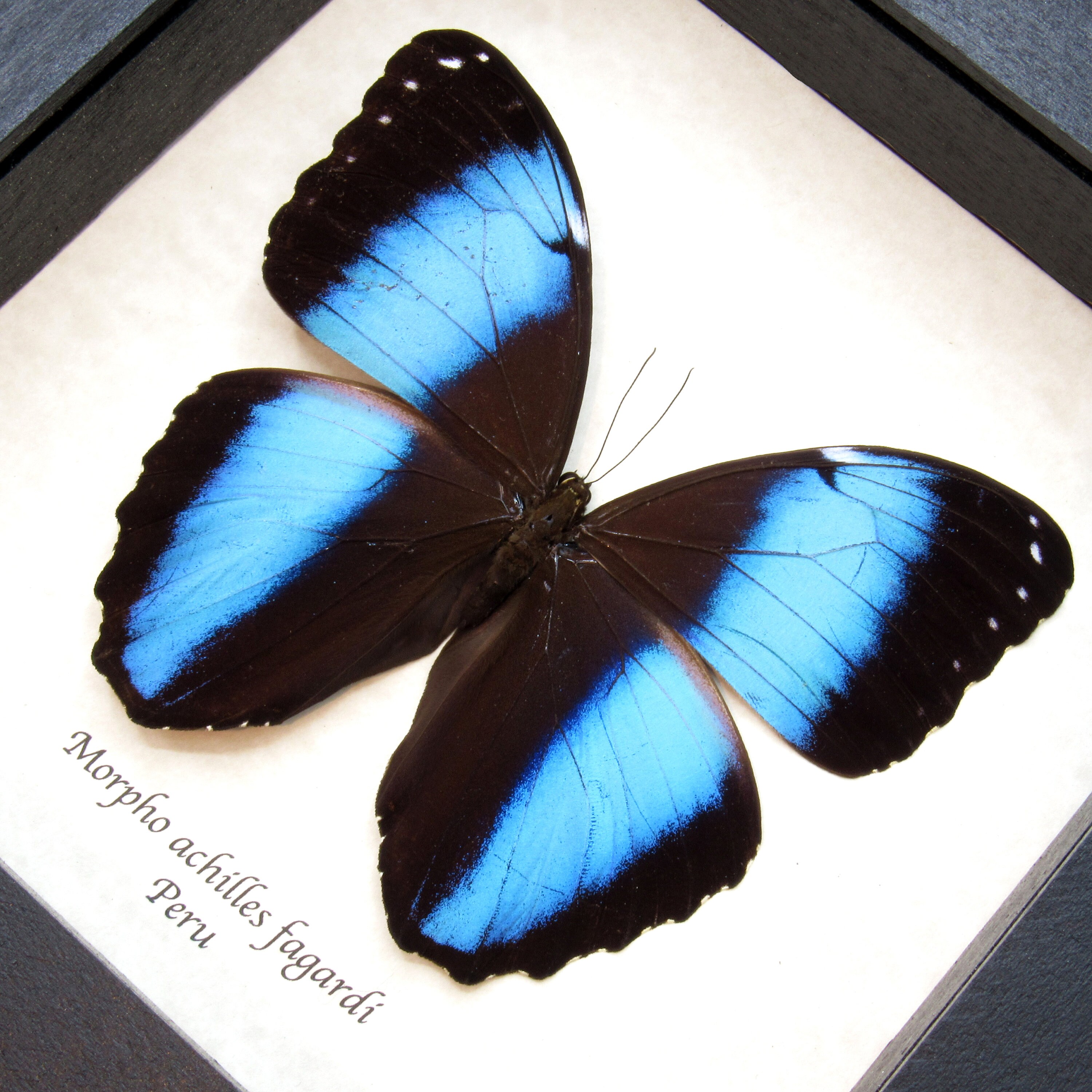 Real Metallic Blue Morpho Butterfly Framed Taxidermy - Morpho