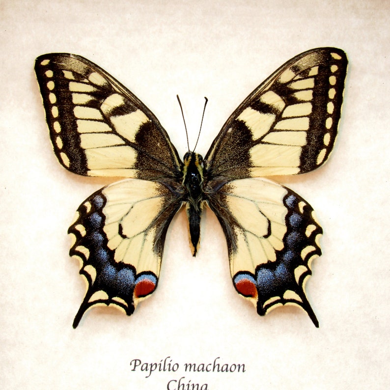 Real yellow Old World Swallowtail butterfly framed taxidermy image 1