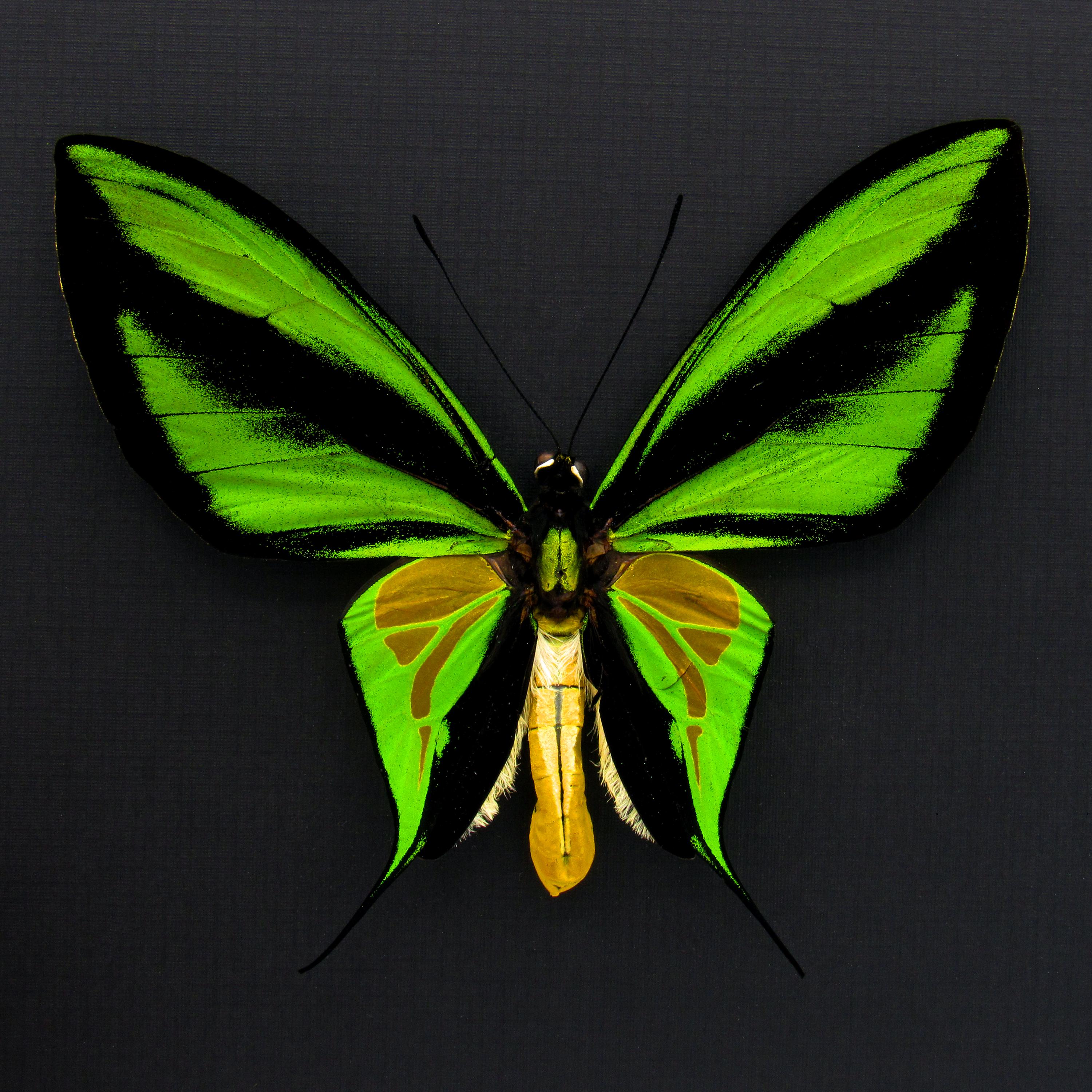 Butterfly  Very Rare Paradise Birdwing Butterfly Specimen