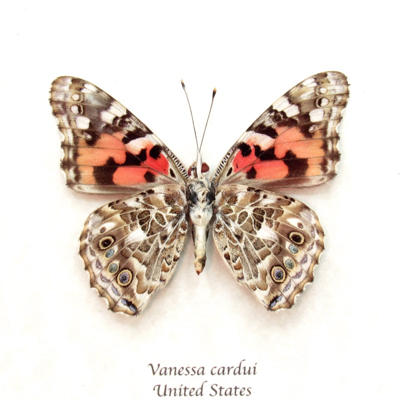 Real Painted Lady butterfly framed taxidermy Vanessa cardui verso image 1