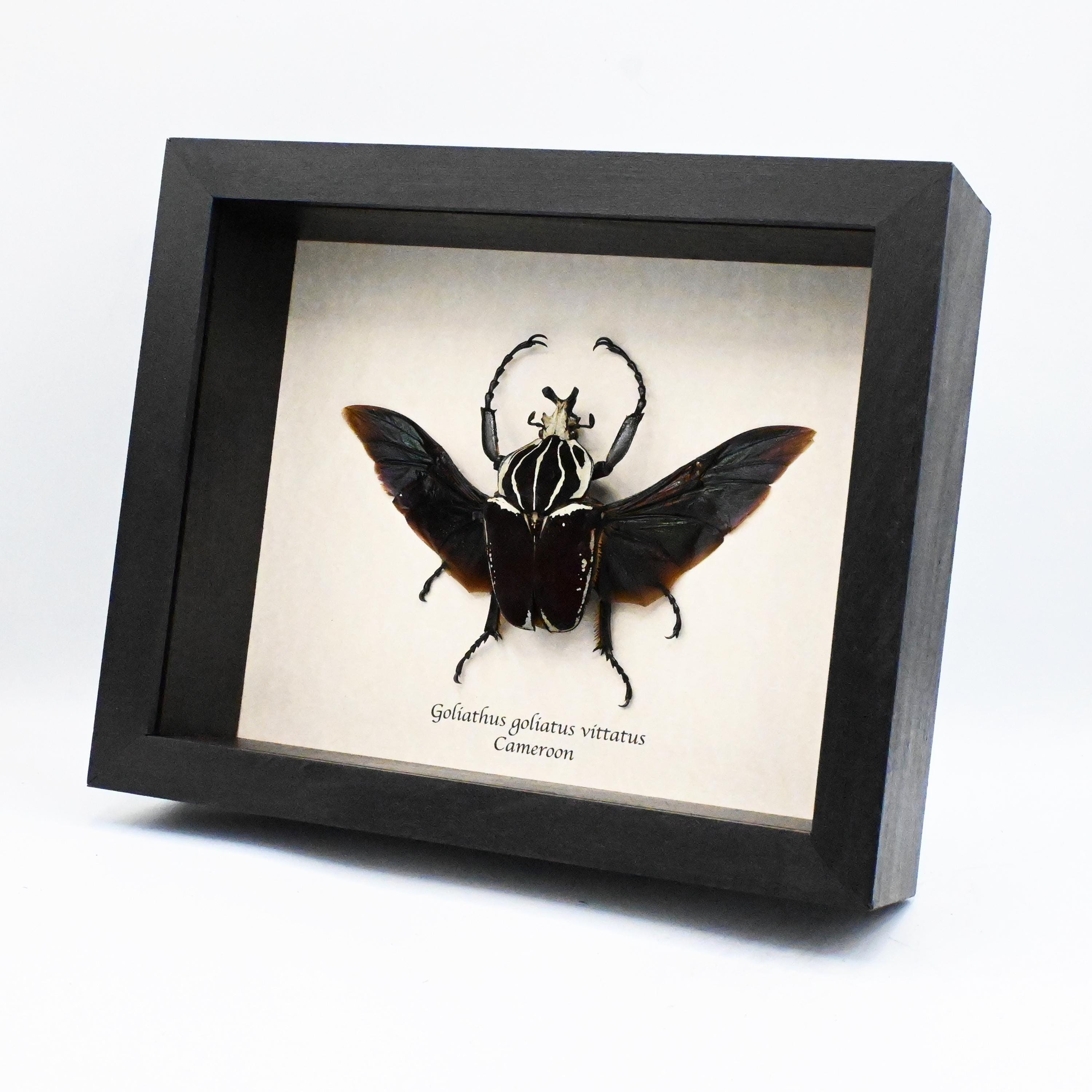 Very Large Real Flower Beetle Framed Taxidermy - Goliathus