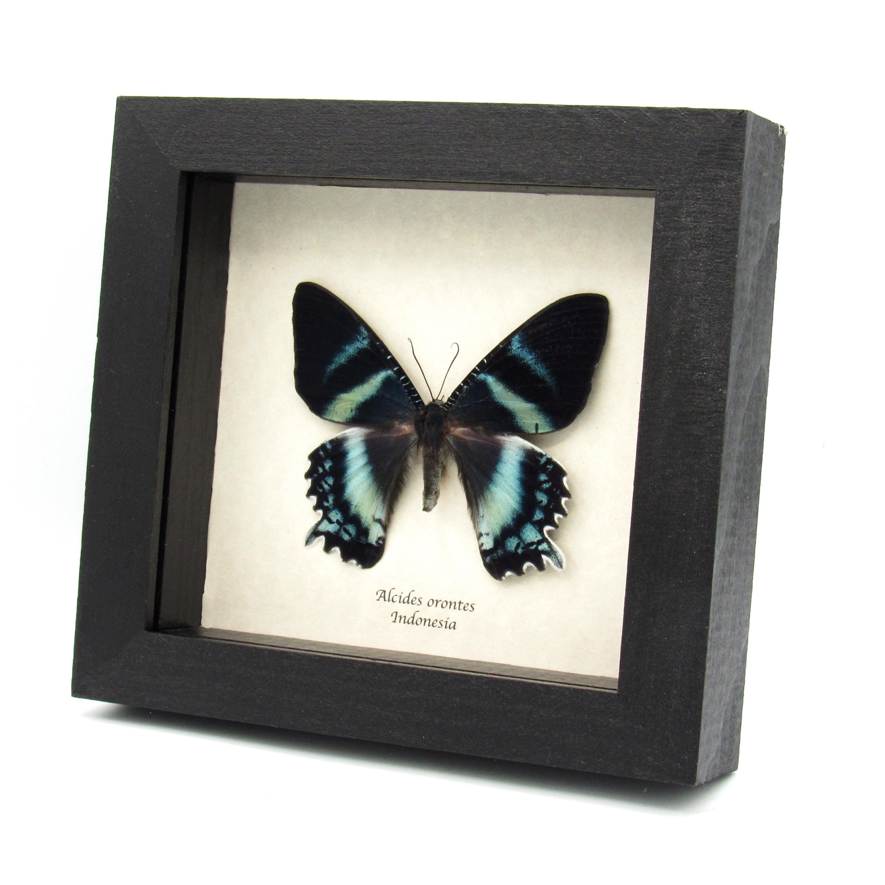 額入り本物の青い蛾の剥製 - Alcides orontes - Etsy 日本