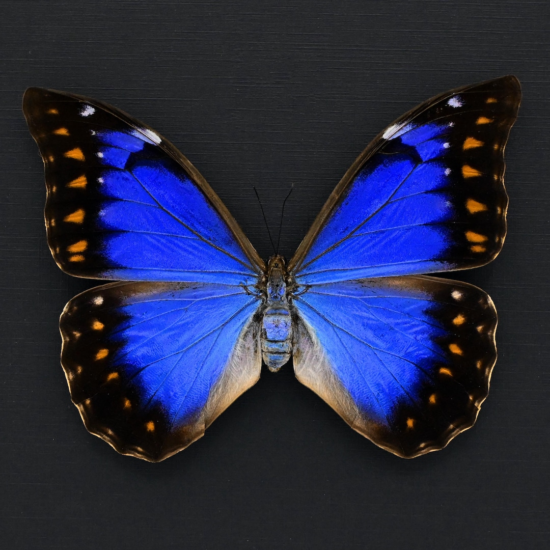 Very Rare Metallic Blue/violet Morpho Butterfly Framed Taxidermy