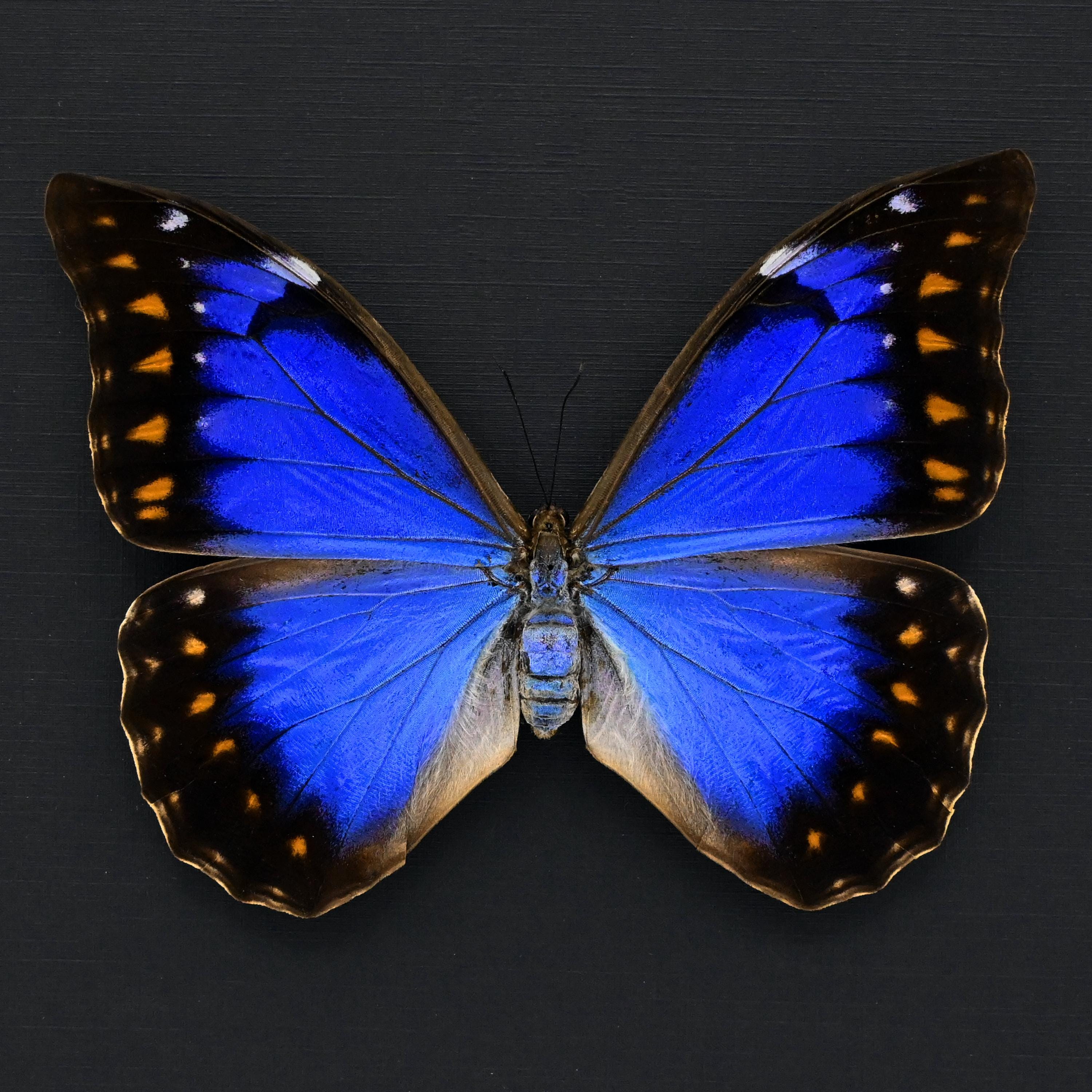 Morpho様 Very Rare Metallic Blue/violet Morpho Butterfly Framed Taxidermy