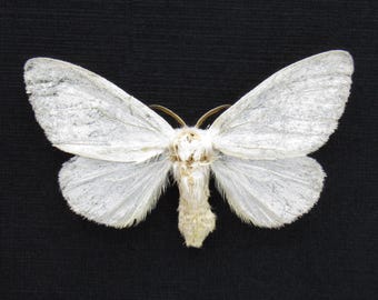 本物の真珠のような白い蛾の剥製 - Leucoma bicolorata - Etsy 日本