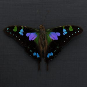 本物の小さな青い蝶の剥製 - Jamides euchylas - Etsy 日本