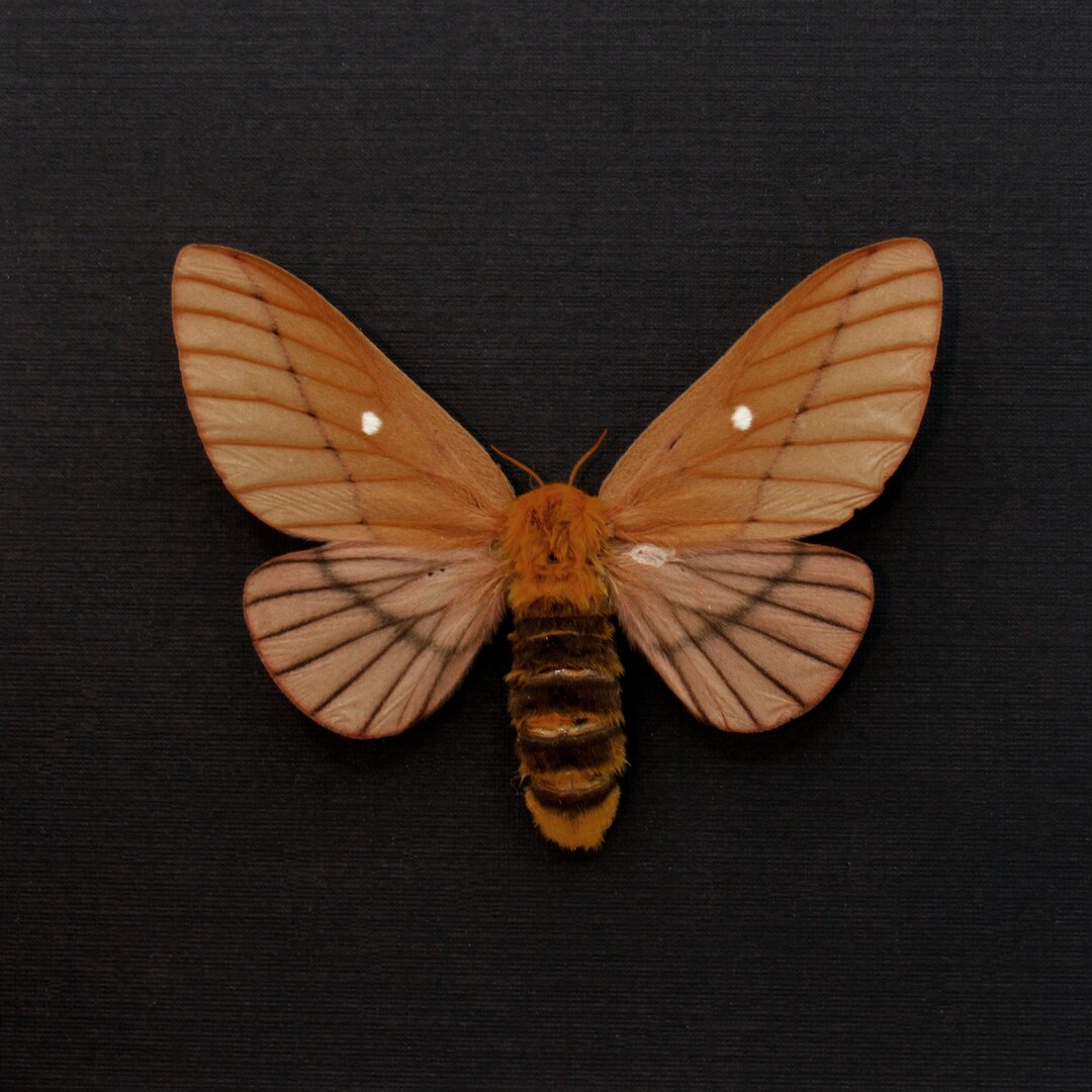 Real Oakworm Moth Framed Taxidermy - Anisota Dissimilis - Large Female ...