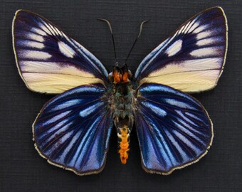 Mariposa saltarina azul gigante rara disecada enmarcada - Burara imperialis - hembra grande
