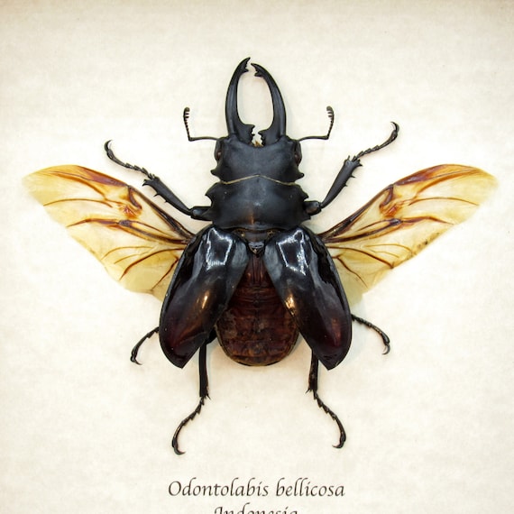 Real Giant Stag Beetle Framed Taxidermy - Odontolabis Bellicosa - Etsy