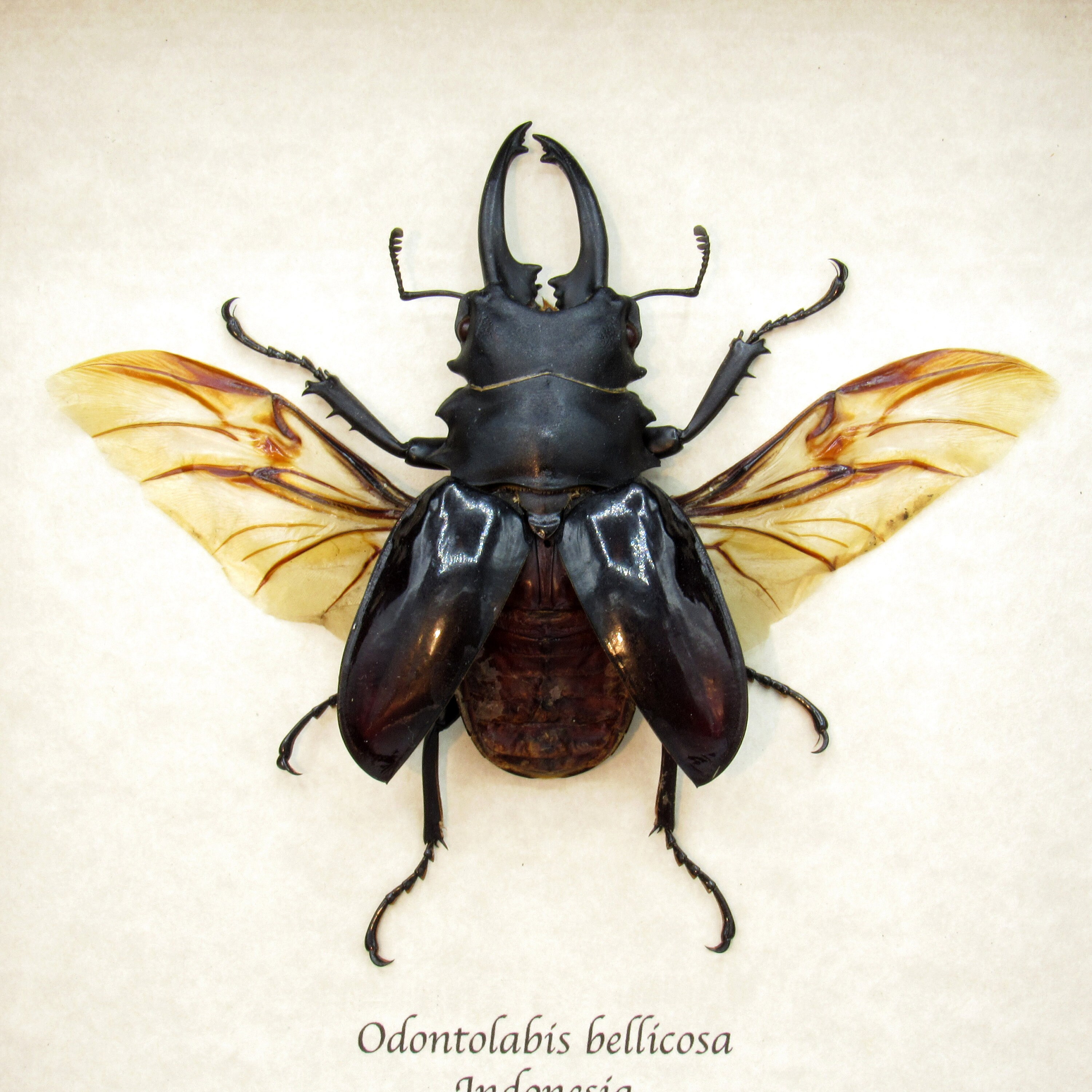 Real Giant Stag Beetle Framed Taxidermy - Odontolabis Bellicosa - Etsy