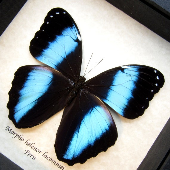 本物のメタリックブルーのモルフォ蝶の額入り剥製 - Morpho helenor