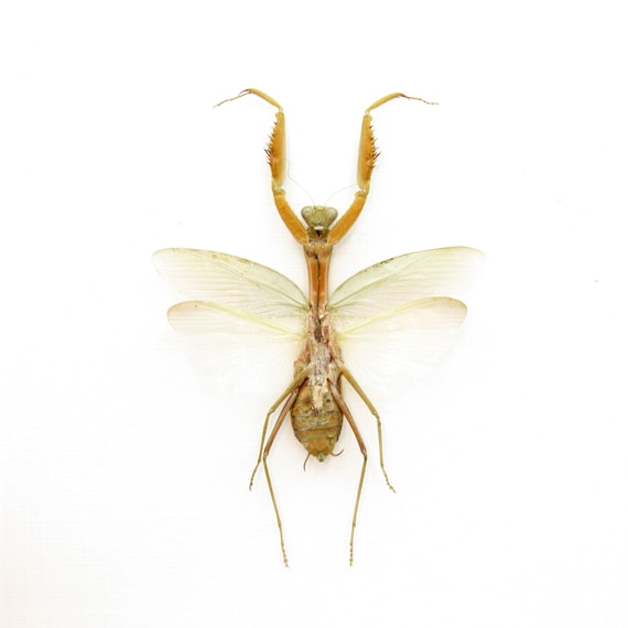 Giant Golden Praying Mantis Framed Taxidermy - Hierodula Venosa