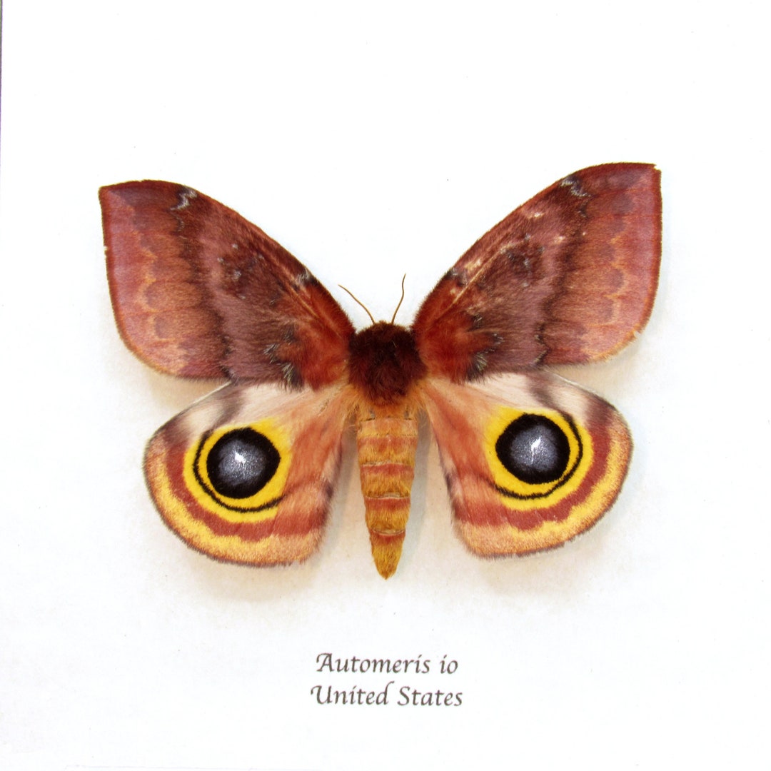 Real Io Moth Framed Taxidermy - Automeris Io - Female - Etsy