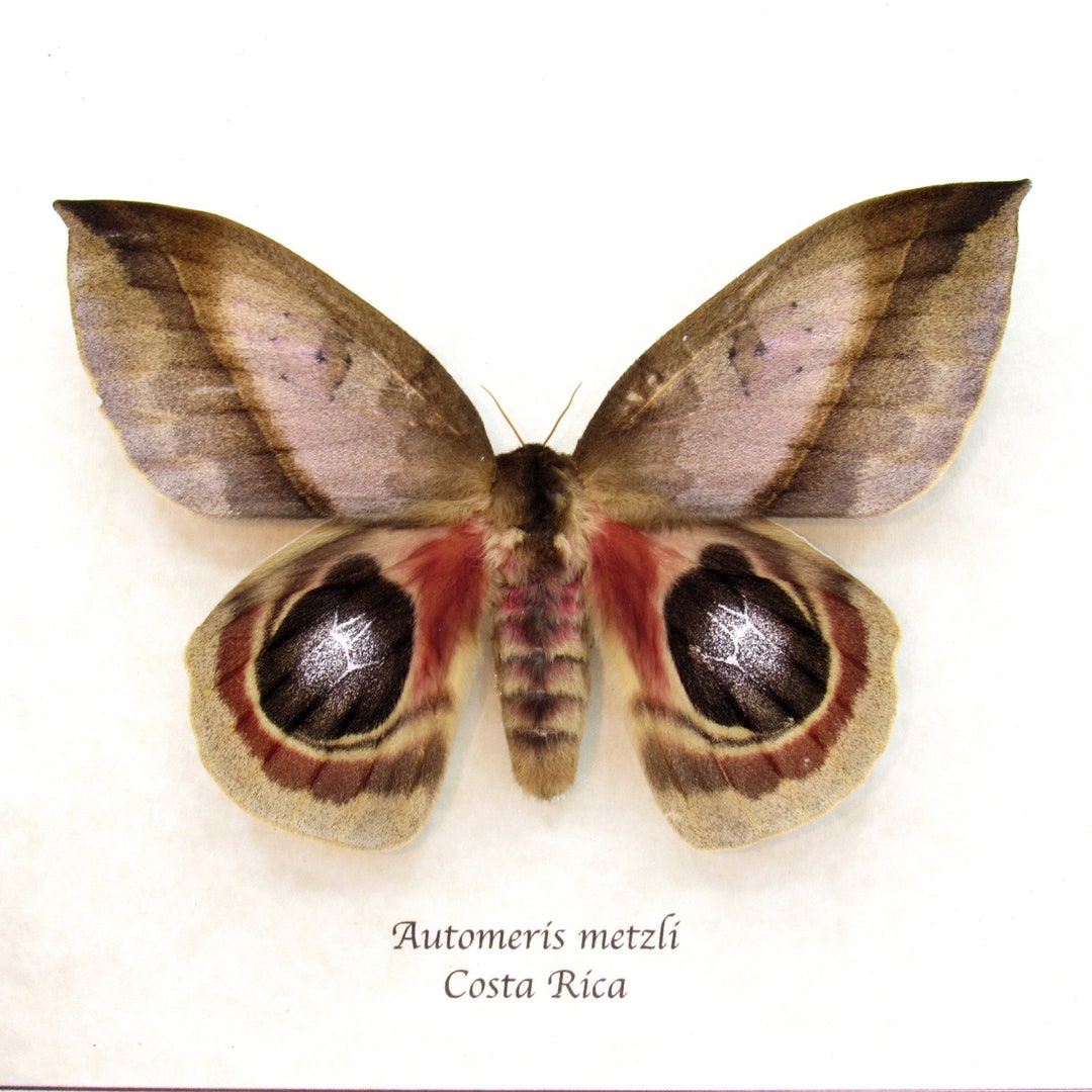 Real Giant Saturn Moth Framed Taxidermy - Automeris Metzli - Female ...